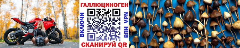 Псилоцибиновые грибы Psilocybe  Тихвин 